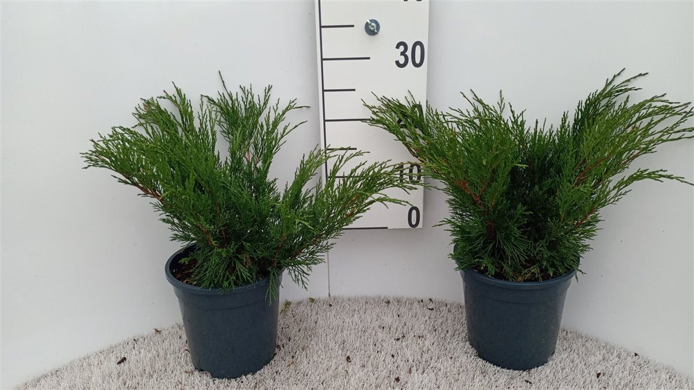 Juniperus sabina - C3 30-40 CM